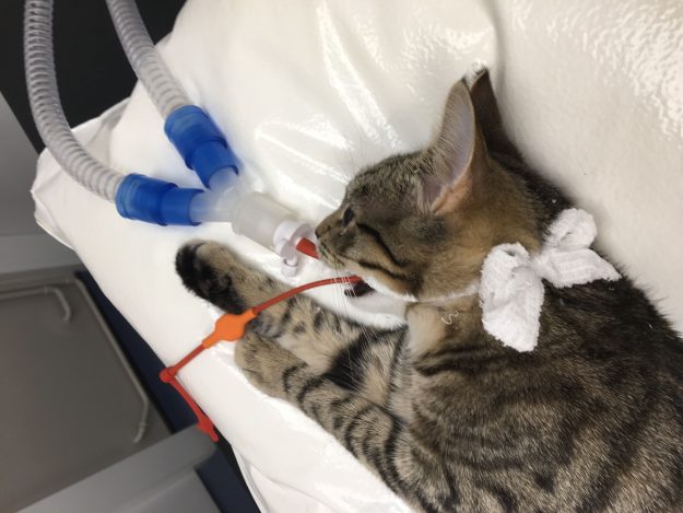 DonaldsonsvetsimageOct17-compressor